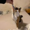 jouet diamant chats – Image 2