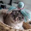 Jouet Poulpy A OFFRIR A UNE ASSOCIATION – Image 2