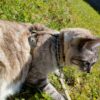 Harnais "Mix" chats – Image 5