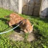 Harnais "Mix" chats – Image 3